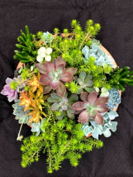 Succulent Combo Pizza, 12 Dish